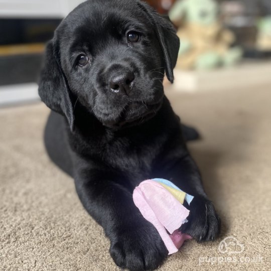 Labrador Retriever puppies for Sale near me in York North Yorkshire Puppies