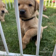 Labrador Retriever - Both