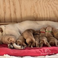 Labrador Retriever - Both