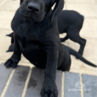 Labrador Retriever - Both