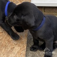 Labrador Retriever - Both