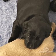 Labrador Retriever - Both