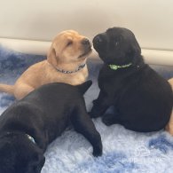 Labrador Retriever - Both