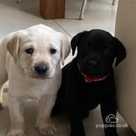 Labrador Retriever - Both