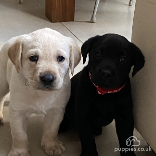 Labrador Retriever - Both