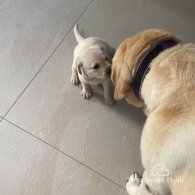 Labrador Retriever - Both