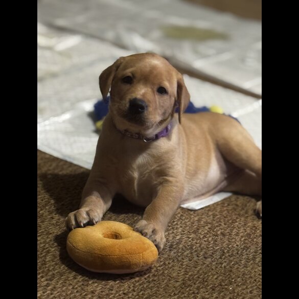 Labrador Retriever - Both