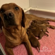 Labrador Retriever - Dogs