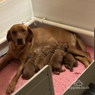 Labrador Retriever - Dogs