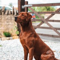 Labrador Retriever - Dogs