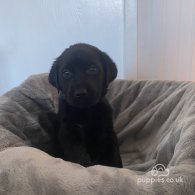 Labrador Retriever - Both