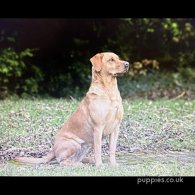 Labrador Retriever - Both