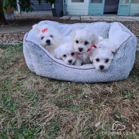 Maltese - Dogs