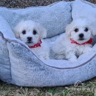 Maltese - Dogs