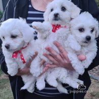 Maltese - Dogs