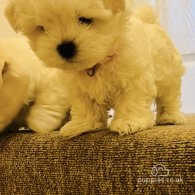 Maltese - Dogs