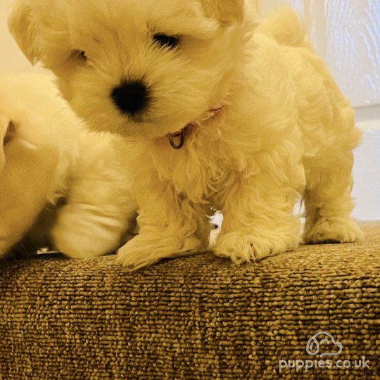 Maltese - Dogs