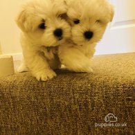 Maltese - Dogs