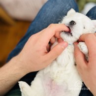 Maltese - Dogs