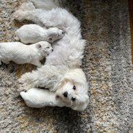 Maltese - Dogs