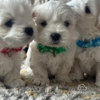 Maltese - Dogs