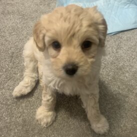 Maltipoo - Both