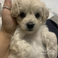 Maltipoo - Both