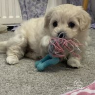 Maltipoo - Both