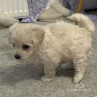 Maltipoo - Both