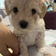 Maltipoo - Both