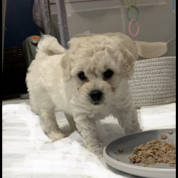 Maltipoo - Both