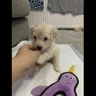 Maltipoo - Both