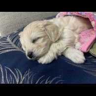 Maltipoo - Both