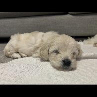 Maltipoo - Both