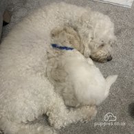 Maltipoo - Both