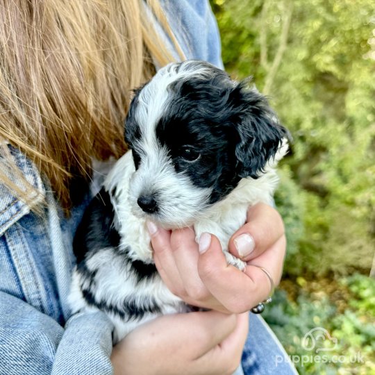 Maltipoo - Dogs