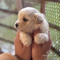 Maltipoo - Dogs