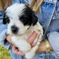 Maltipoo - Dogs