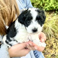 Maltipoo - Dogs