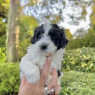 Maltipoo - Dogs