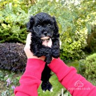 Maltipoo - Dogs