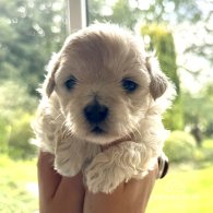 Maltipoo - Dogs