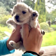 Maltipoo - Dogs