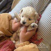 Maltipoo - Dogs