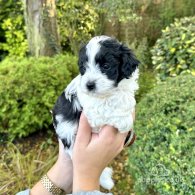 Maltipoo - Dogs