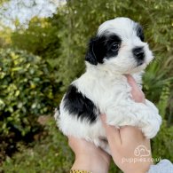 Maltipoo - Dogs