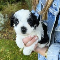 Maltipoo - Dogs