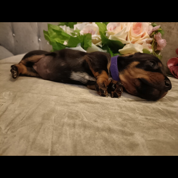 Dachshund (Standard &amp; Miniature) - Both