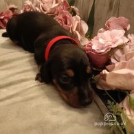 Dachshund (Standard & Miniature) - Both