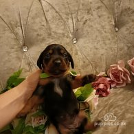 Dachshund (Standard & Miniature) - Both